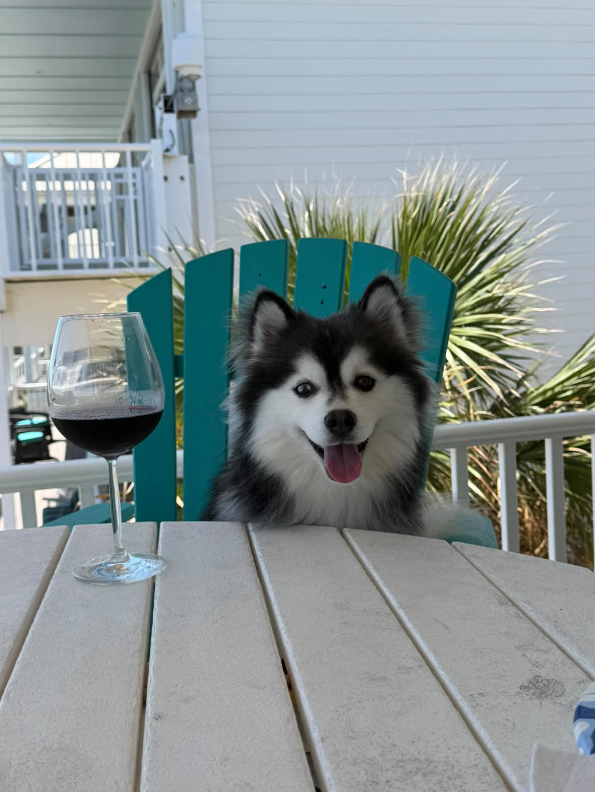 Vader, Wag and Wear's Husky–Pomeranian mascot